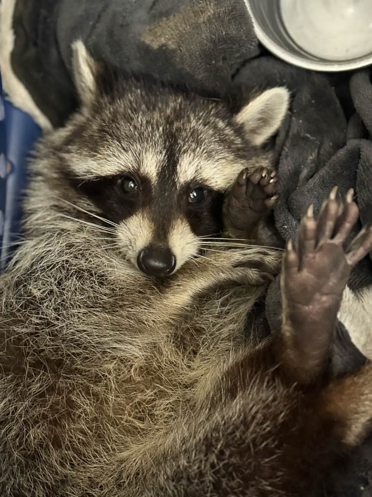 Raccoon Kit Resting During Rehabilitation Intake Raccoon Kit Resting During Rehabilitation Intake