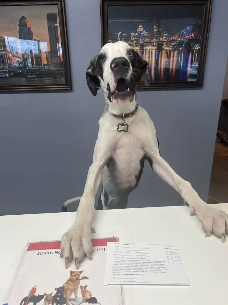 Derby the Great Dane Welcomes Guests at the Motel Front Desk Derby the Great Dane Welcomes Guests at the Motel Front Desk