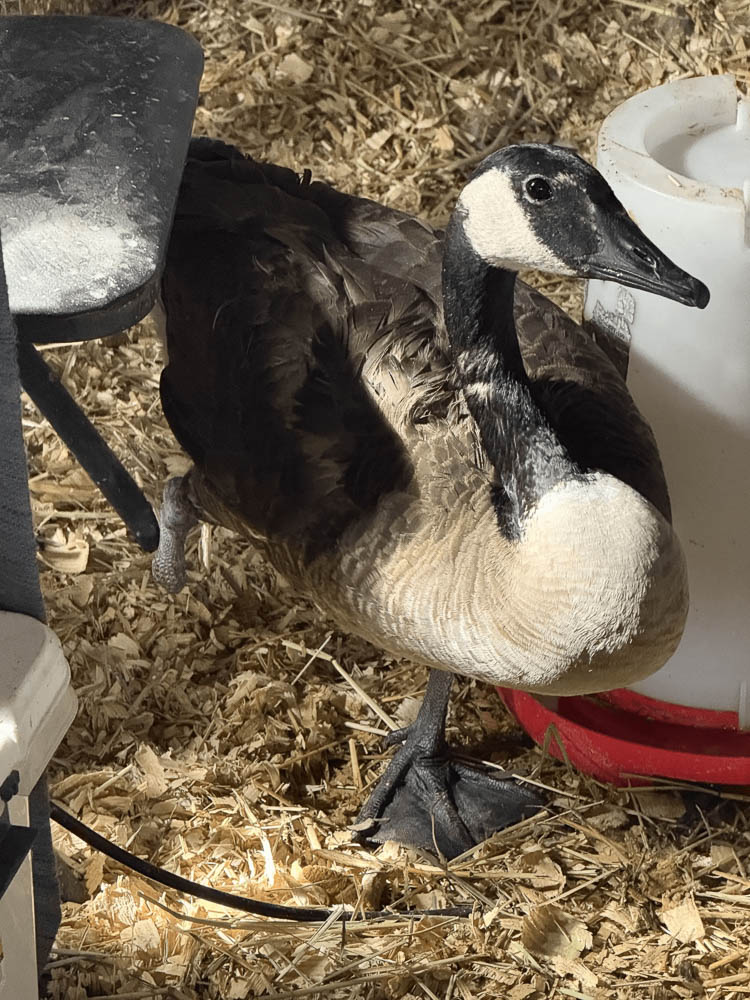 Canada Goose (Branta canadensis) Indoor Recovery Portrait