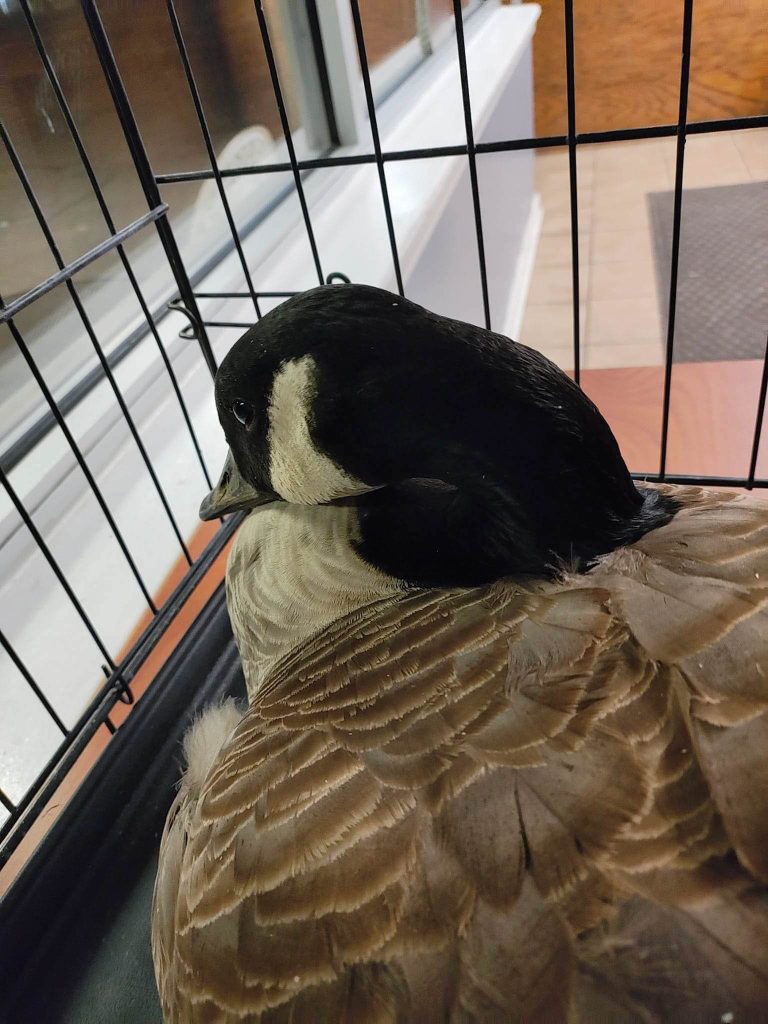 Canada Goose Rescue Intake and Initial Stabilization