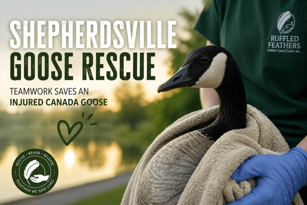 Shepherdsville Goose Rescue, Teamwork Saves an Injured Canada Goose