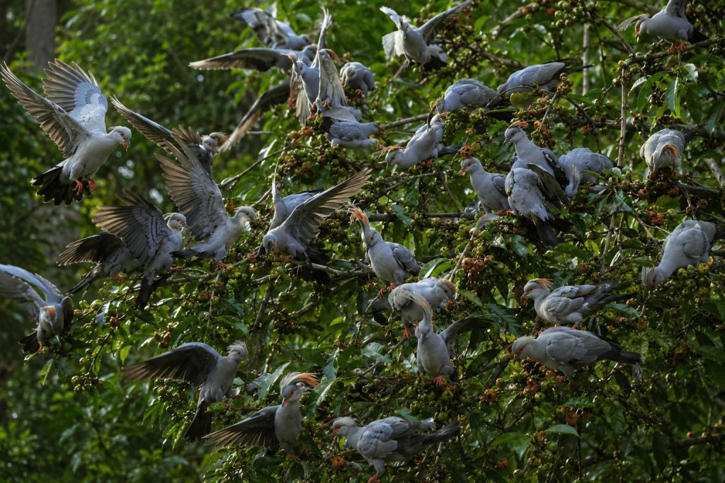 Topknot Pigeons Feeding in a Fruiting Forest Tree Topknot Pigeons Feeding in a Fruiting Forest Tree