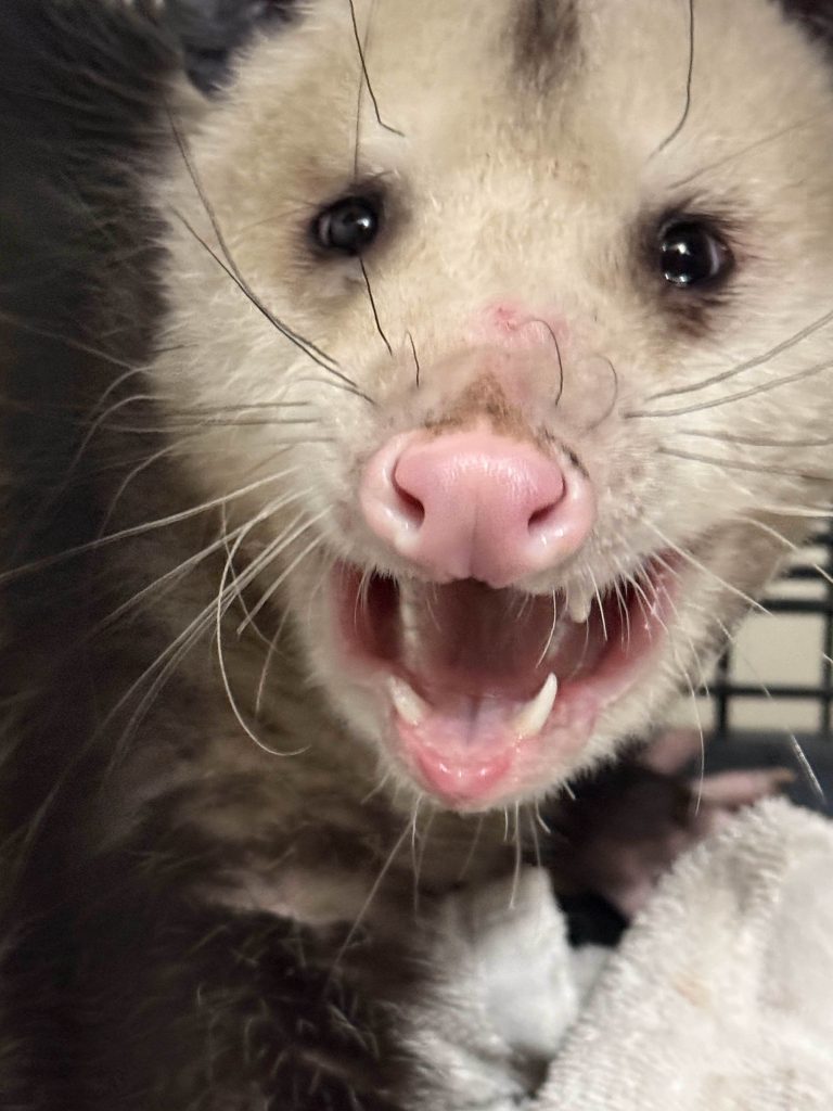 Young Virginia Opossum Showing Defensive Display