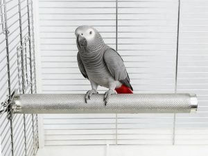 Stainless Steel Parrot Perch, Textured Metal Bird Perch for Medium to Large Parrots