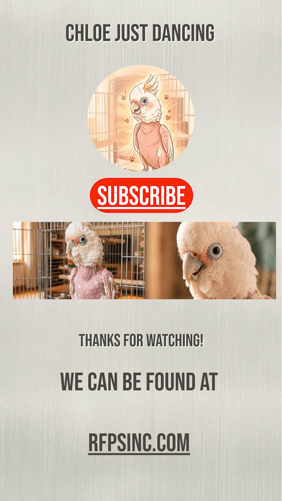 Chloe Just Dancing, Goffin’s Cockatoo Video Cover Chloe Just Dancing, Goffin’s Cockatoo Video Cover
