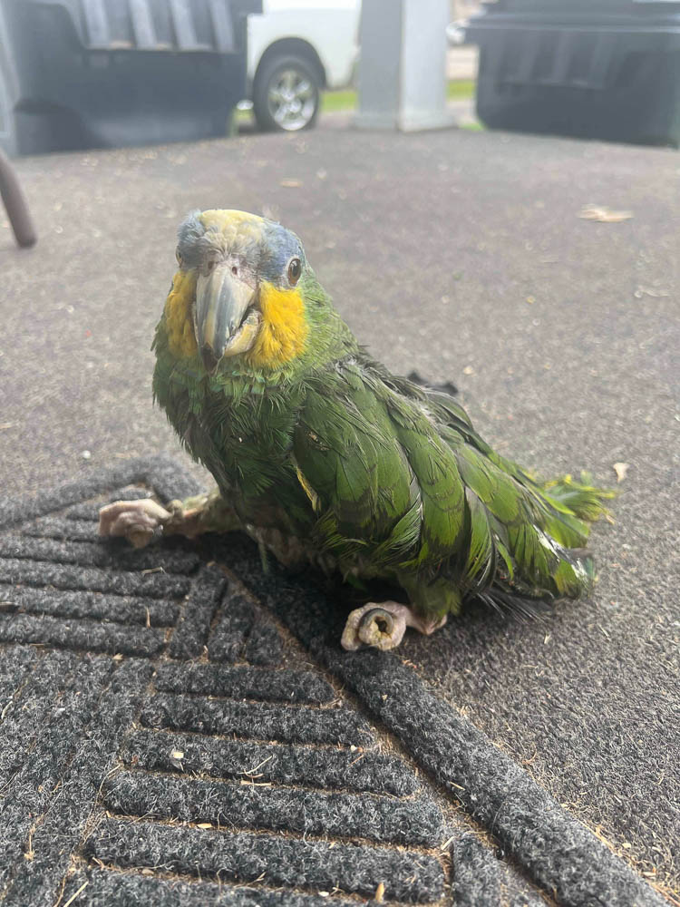 Iago the Blue-Fronted Amazon Parrot