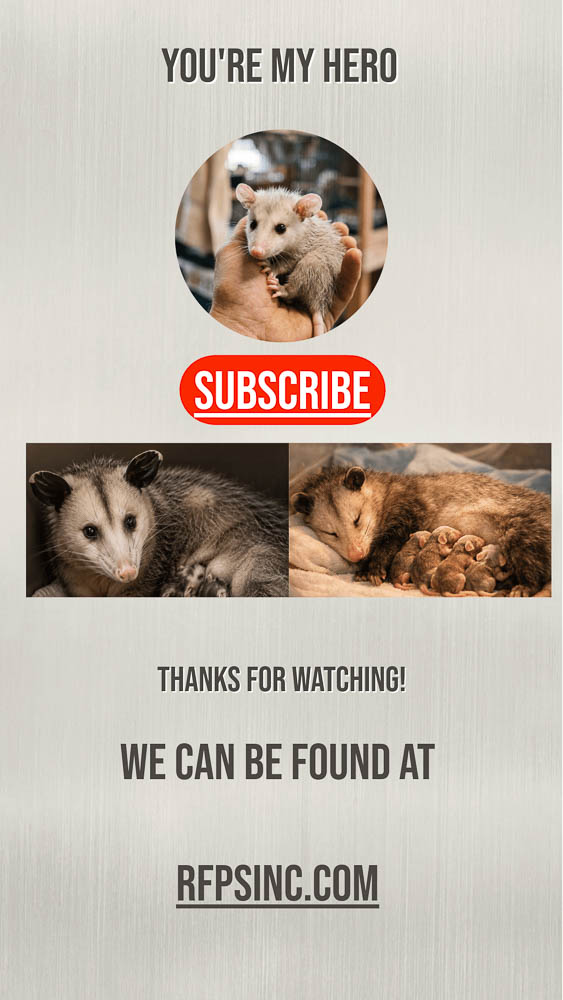 You’re My Hero Opossum Rescue Video Cover You’re My Hero Opossum Rescue Video Cover