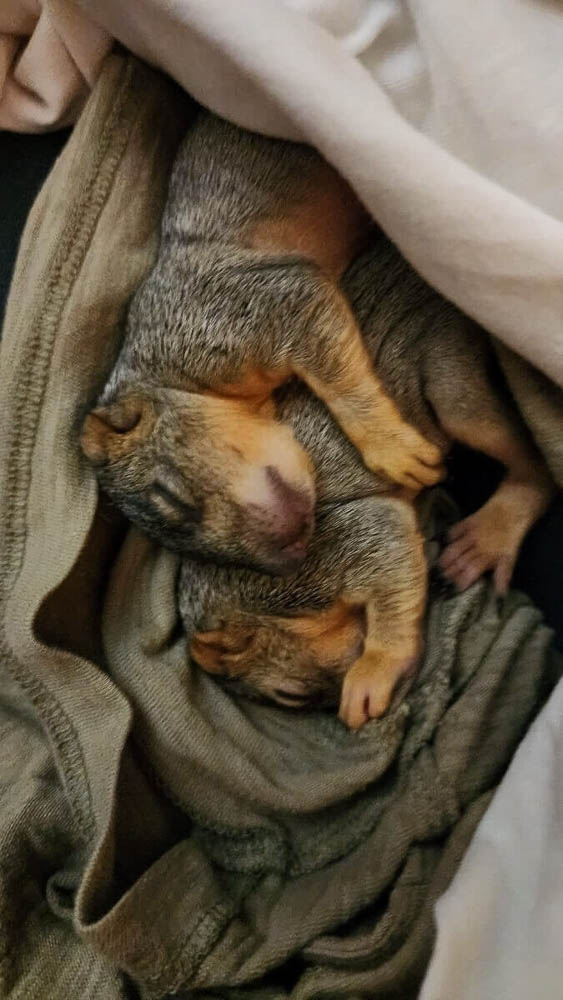 Orphaned Eastern Gray Squirrel Kits Sleeping Together Orphaned Eastern Gray Squirrel Kits Sleeping Together