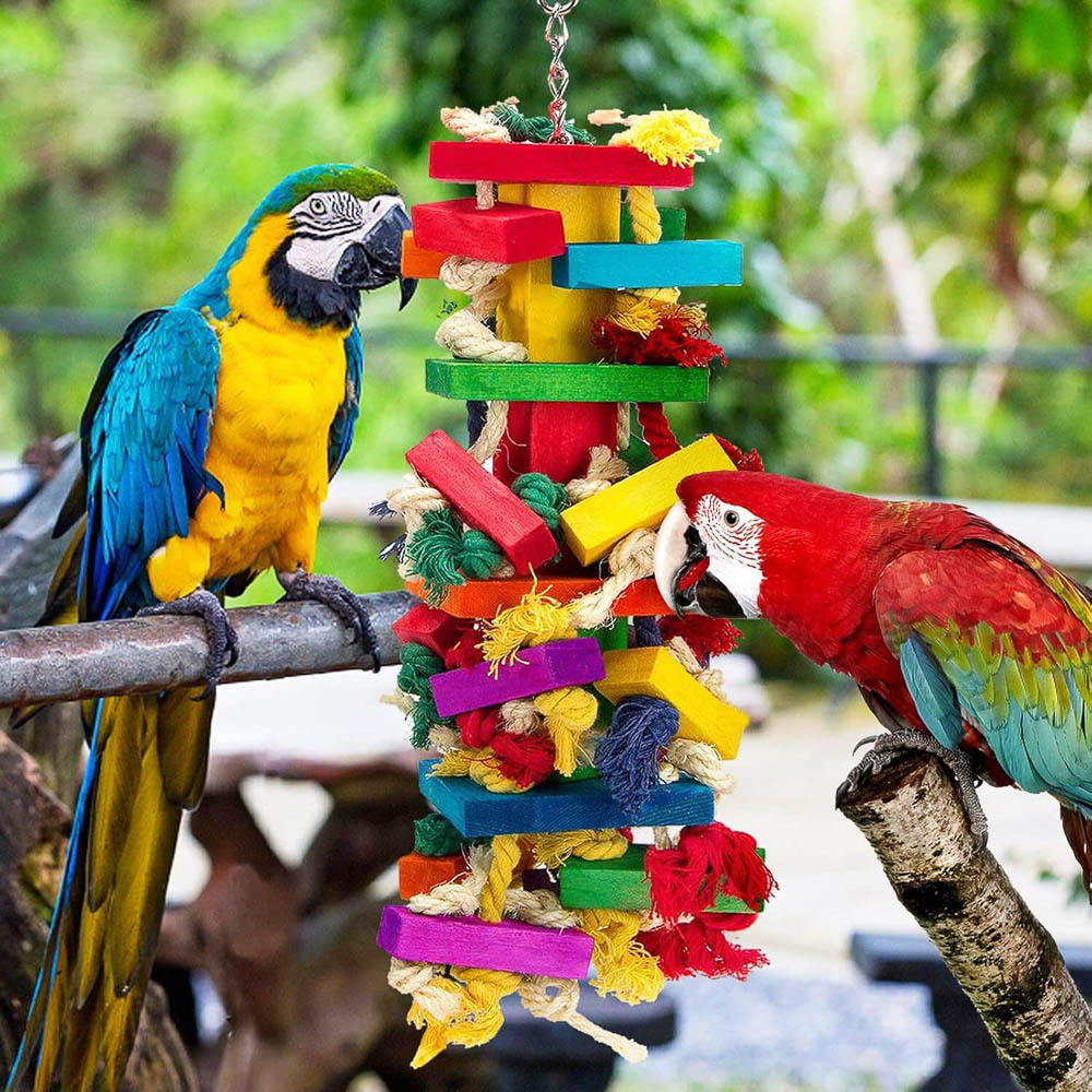 Blue-and-Gold and Green-Winged Macaws with Colorful Wooden Parrot Toy