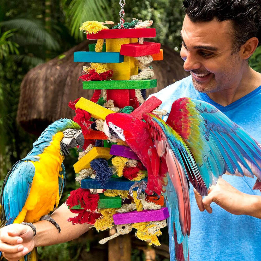 Blue-and-Gold and Green-Winged Macaws Playing with Colorful Parrot Toy