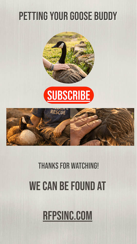 Petting Your Goose Buddy, Safe Ways to Bond with a Goose Petting Your Goose Buddy, Safe Ways to Bond with a Goose