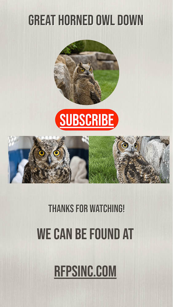 Great Horned Owl Down | YouTube Video Cover Great Horned Owl Down | YouTube Video Cover