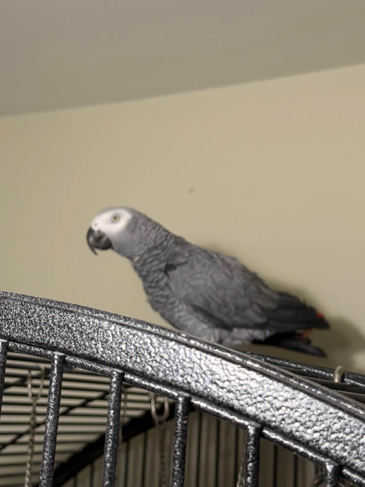 Maggie the Congo African Grey Parrot Perched on Her Cage Maggie the Congo African Grey Parrot Perched on Her Cage