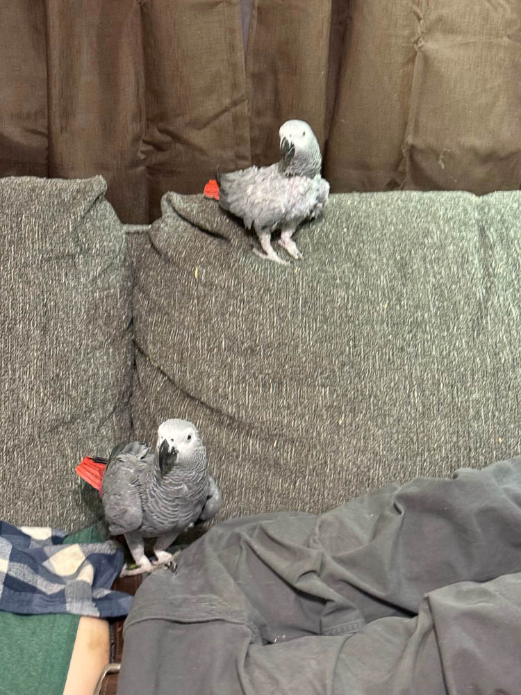 Magic and Bubby, Congo African Grey Parrots Together on the Couch Magic and Bubby, Congo African Grey Parrots Together on the Couch