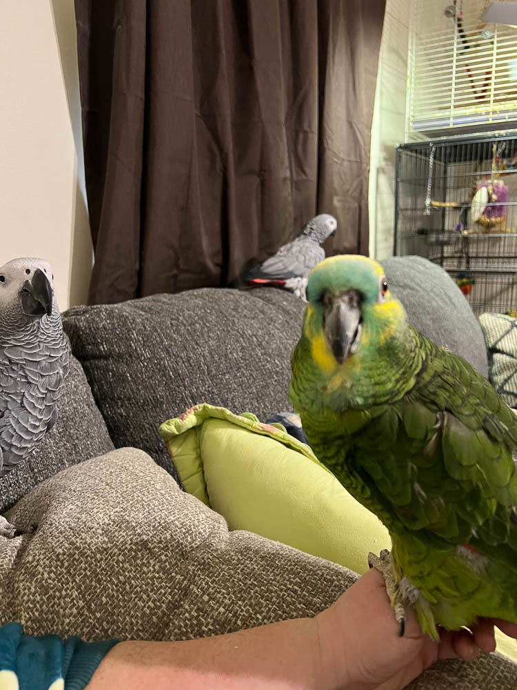 Mickey the Blue-fronted Amazon Parrot Portrait with African Grey Companions Mickey the Blue-fronted Amazon Parrot Portrait with African Grey Companions