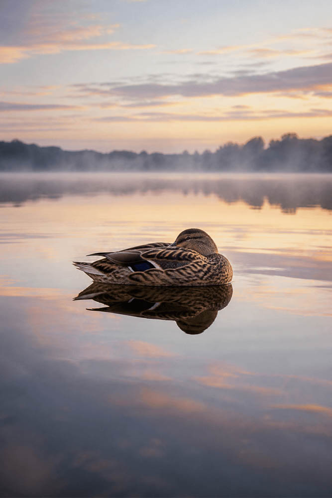 Resting Mallard at Dawn on a Misty Lake
