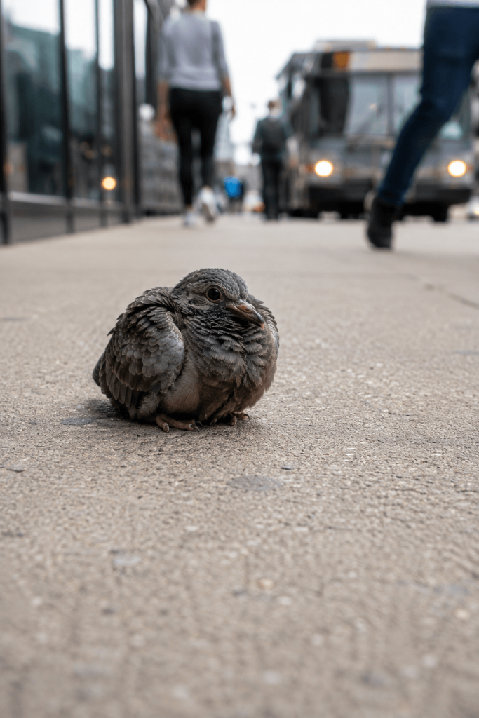 Juvenile Mourning Dove Awaiting Wildlife Rescue on City Sidewalk