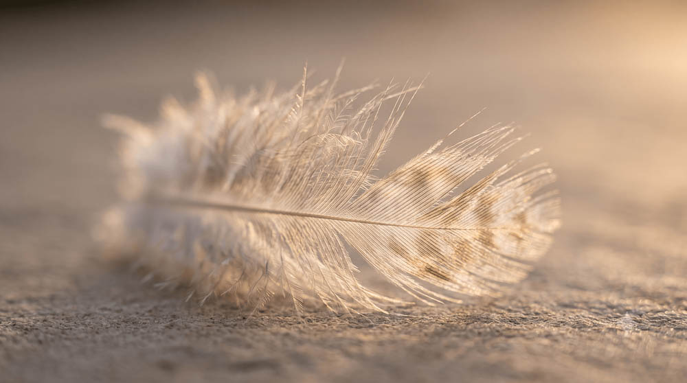Single Feather Resting in Morning Light