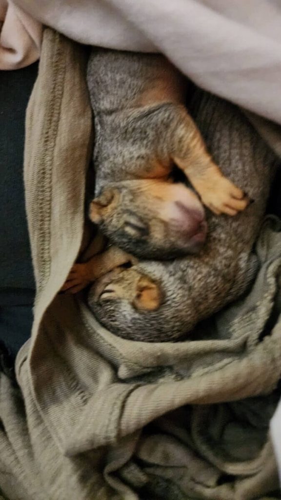 Baby Squirrels Snuggled Safe After Rescue - Ruffled Feathers Sanctuary Two newborn baby squirrels snuggled together in a soft blanket, sleeping peacefully after rescue.
