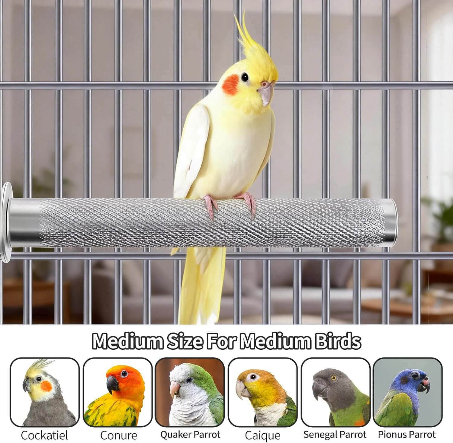 Medium Stainless Steel Parrot Perch for Cockatiels and Medium Birds