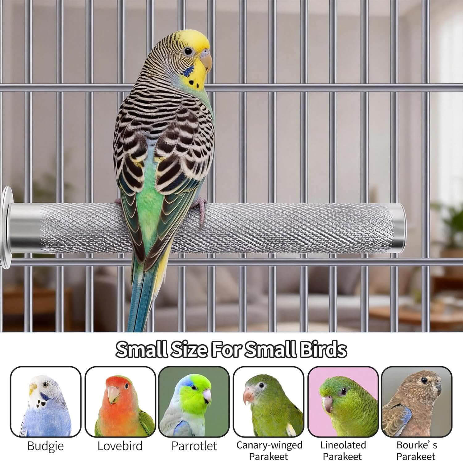 Small Stainless Steel Parrot Perch for Budgies and Small Birds