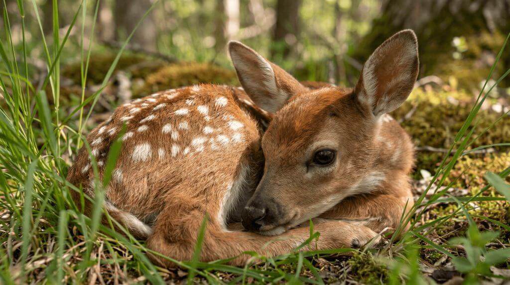 White-Tailed Deer Fawn Resting on Forest Floor