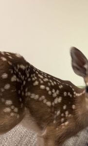White-Tailed Deer Fawn Resting Indoors During Rehabilitation