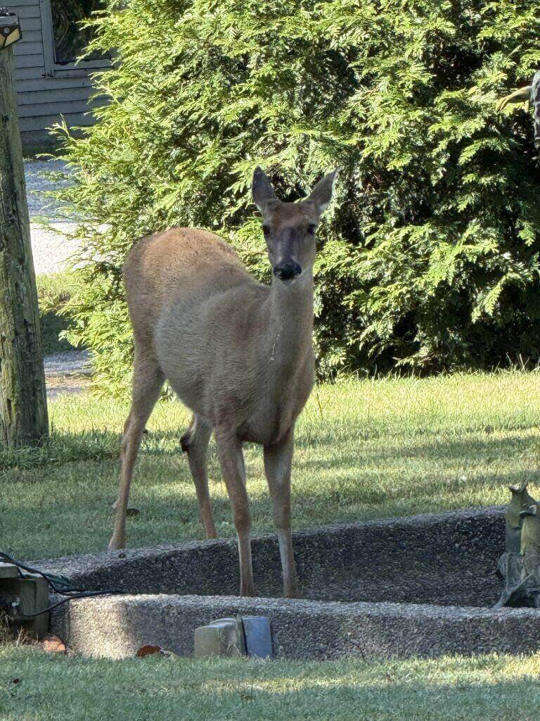 White-Tailed Doe Watching Over Her Hidden Fawn White-Tailed Doe Watching Over Her Hidden Fawn