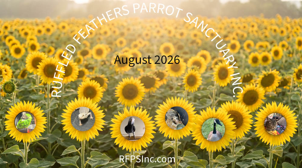 Ruffled Feathers Parrot Sanctuary August 2026 Page Header
