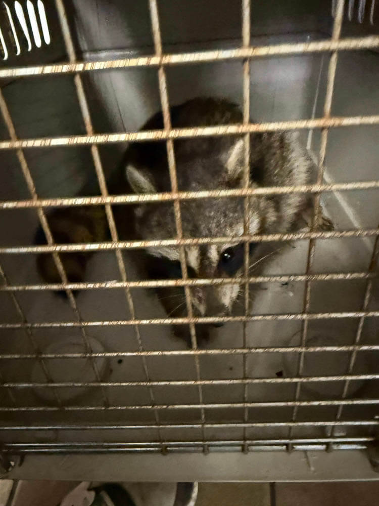 Young Raccoon in Transport Cage Young Raccoon in Transport Cage