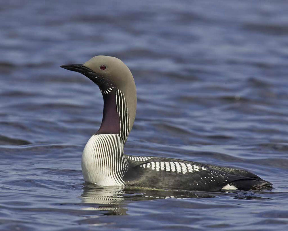 Side view of an Arctic Loon on blue water showing the gray head, purple-black throat patch, and vertical white neck stripes.