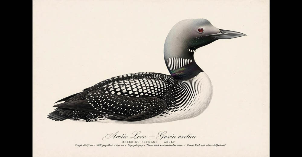 Vintage-style painted field guide plate of an Arctic Loon in breeding plumage on cream paper, captioned Gavia arctica.