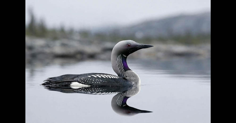 An Arctic Loon on mirror-still water, a bright white patch visible on its rear flank just above the waterline.