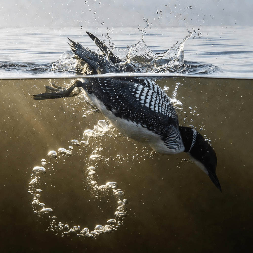 Split-level photograph of a loon diving, the surface splash above the waterline and a spiral of bubbles trailing behind the bird below it.
