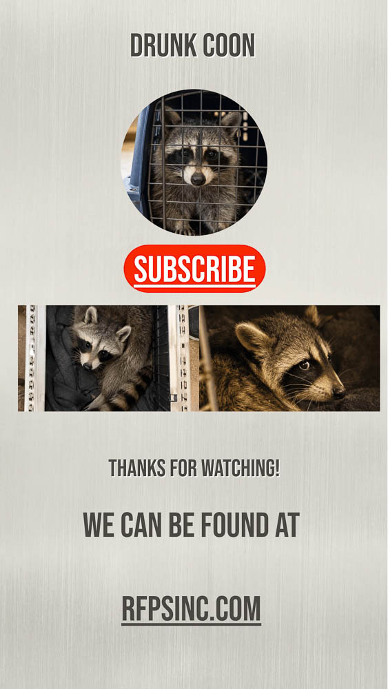 Raccoon in Transport Crate