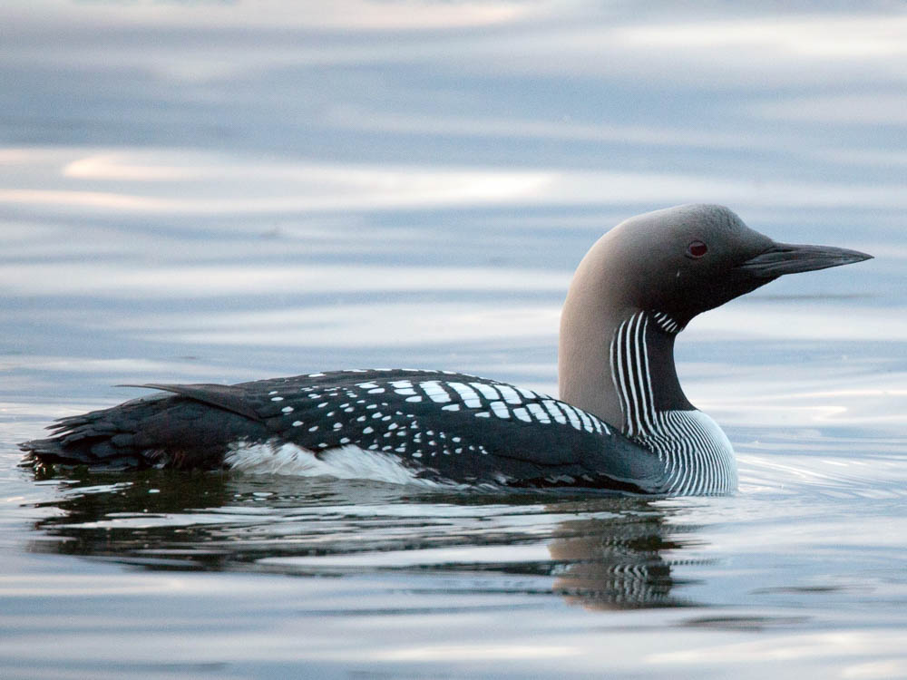An adult Arctic Loon in breeding plumage swims on flat pewter-colored water, its pale gray crown and black throat clearly lit.