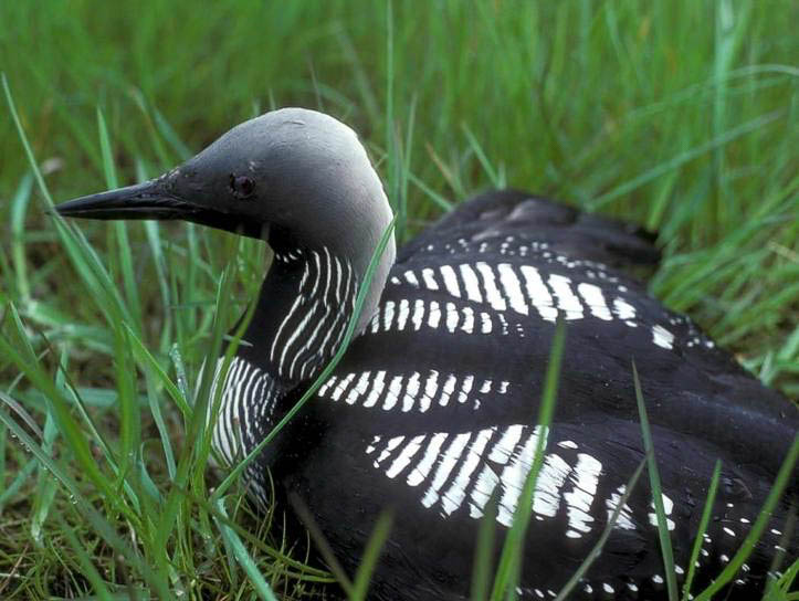 An Arctic Loon resting low in green shoreline grass.
