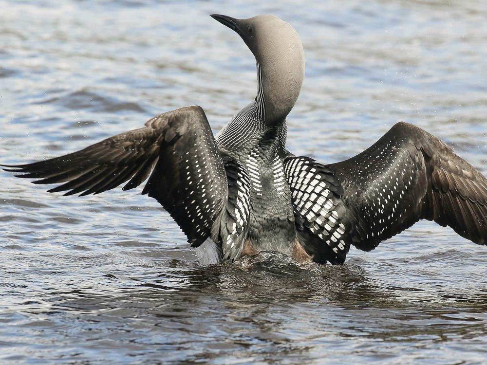 An Arctic Loon rears up on the water with both wings fully spread, showing the spotted upper wing surfaces.