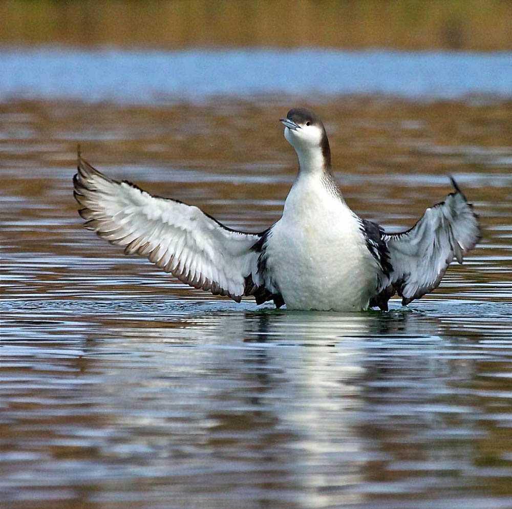 A loon in pale non-breeding plumage stands up on the water and beats its wings, throwing spray, with autumn reeds reflected behind it.
