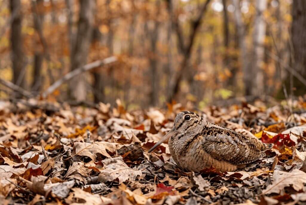 American Woodcock in Autumn Leaves American Woodcock in Autumn Leaves