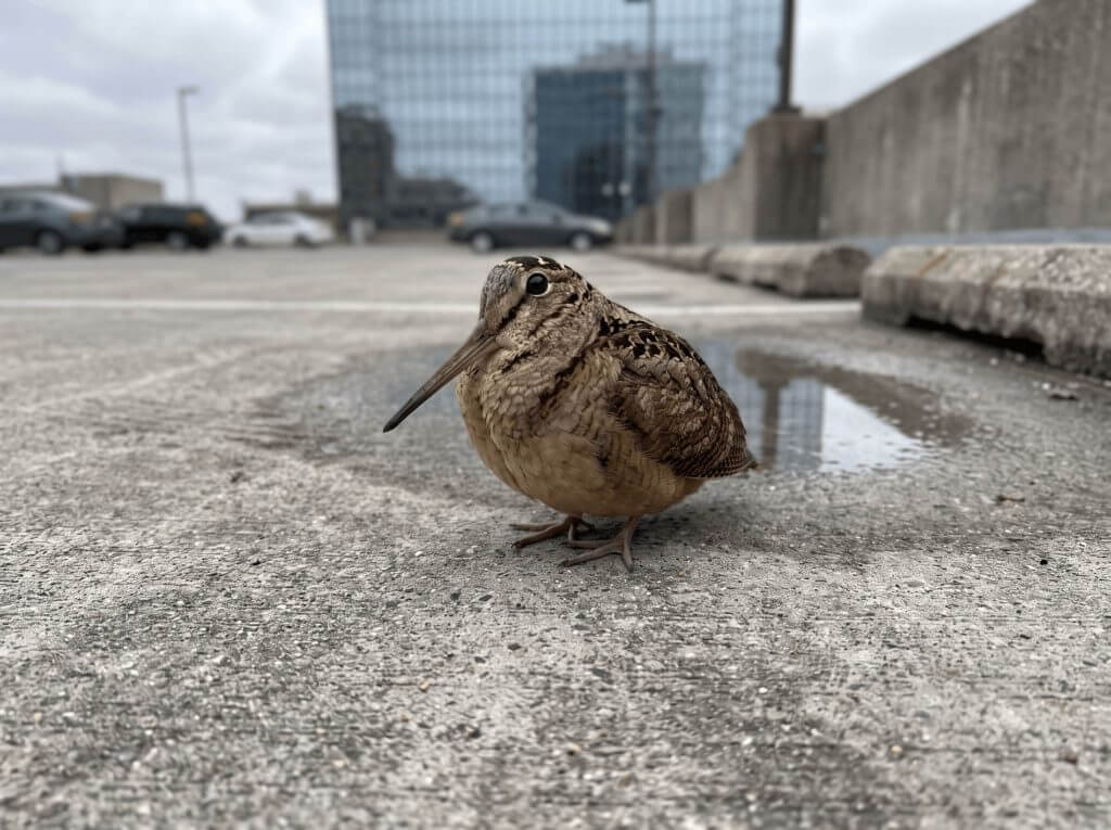 American Woodcock on Urban Pavement American Woodcock on Urban Pavement