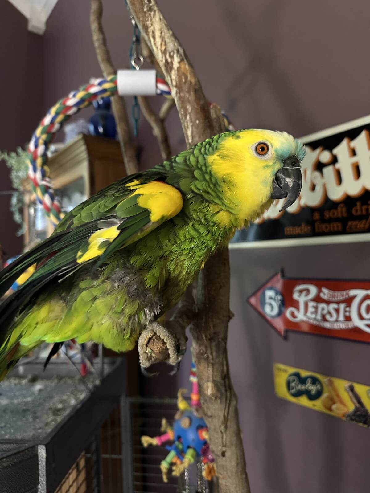 Gabby, an adoptable blue-fronted Amazon parrot, perched on a natural wood play stand.