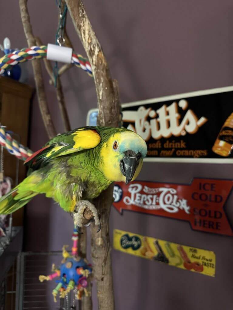 Gabby – Adoptable Blue-Fronted Amazon Parrot Gabby, an adoptable blue-fronted Amazon parrot, perched on a natural wood stand.