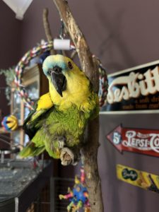 Blue-Fronted Amazon Parrot for Adoption Gabby, a blue-fronted Amazon parrot available for adoption, perched on a natural wood stand.