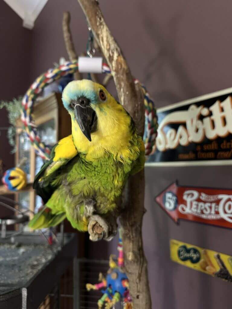Blue-Fronted Amazon Parrot for Adoption Gabby, a blue-fronted Amazon parrot available for adoption, perched on a natural wood stand.