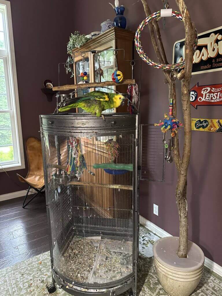 Gabby – Blue-Fronted Amazon Available for Adoption Gabby, a blue-fronted Amazon available for adoption, sitting on top of a large bird cage.