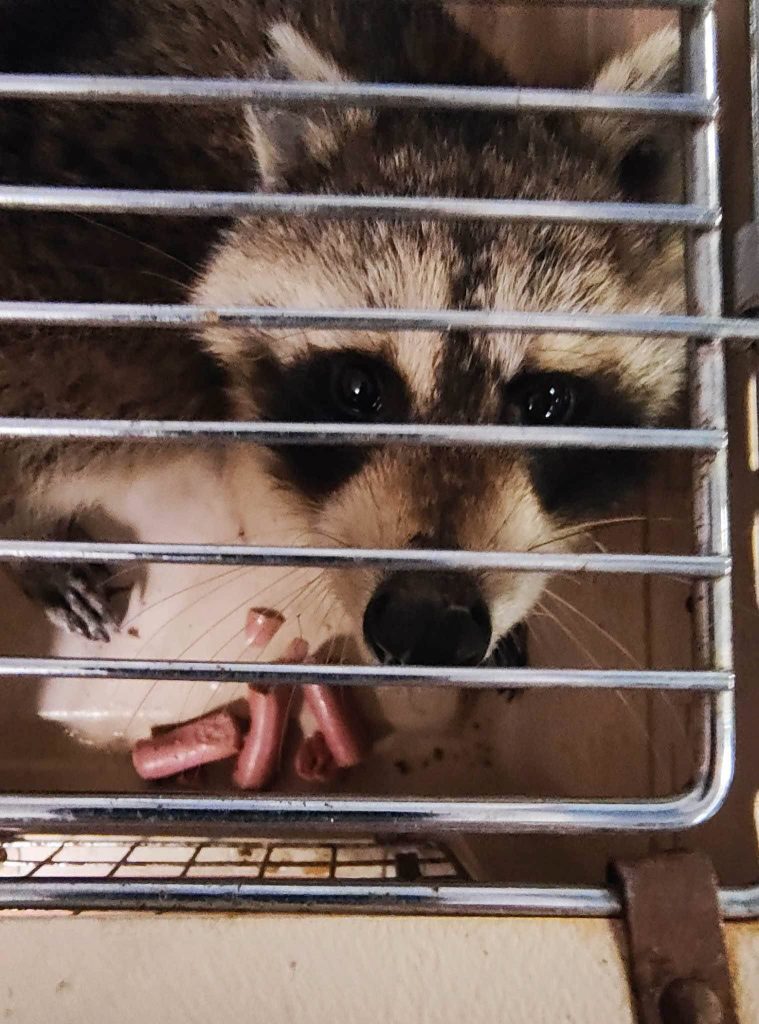 Raccoon in Quarantine