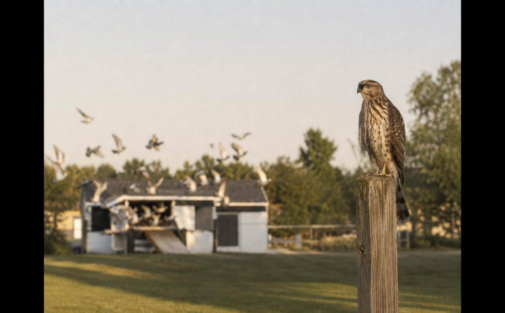 Red-Tailed Hawk Observing Pigeons