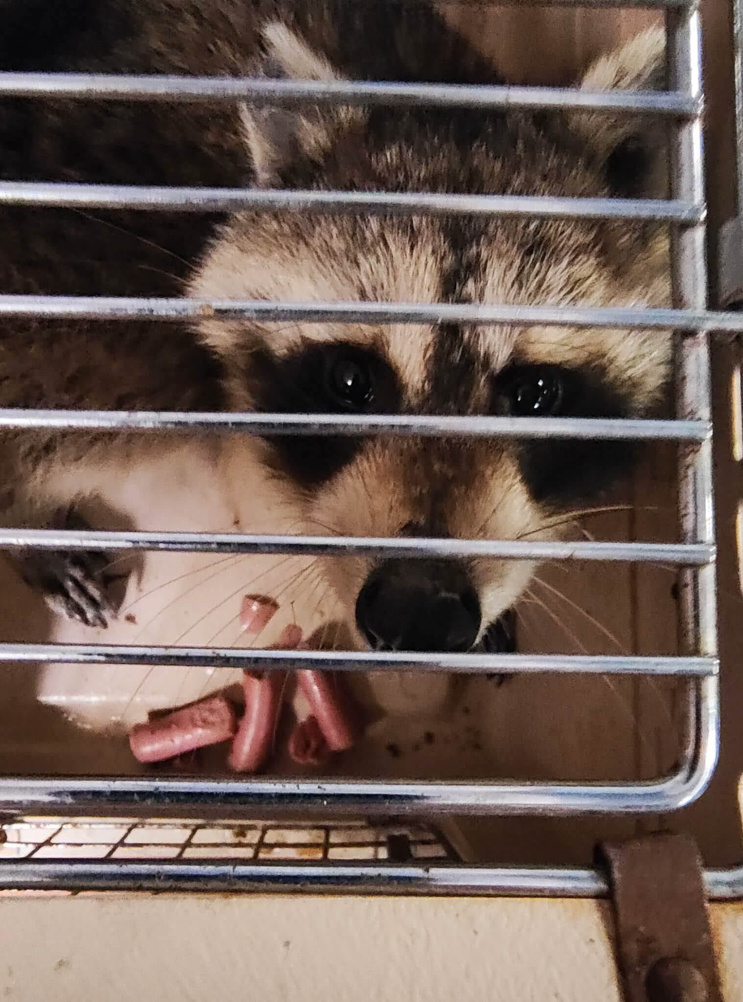 An injured raccoon in a baited live trap in a Louisville backyard, caught on the first night it was set.