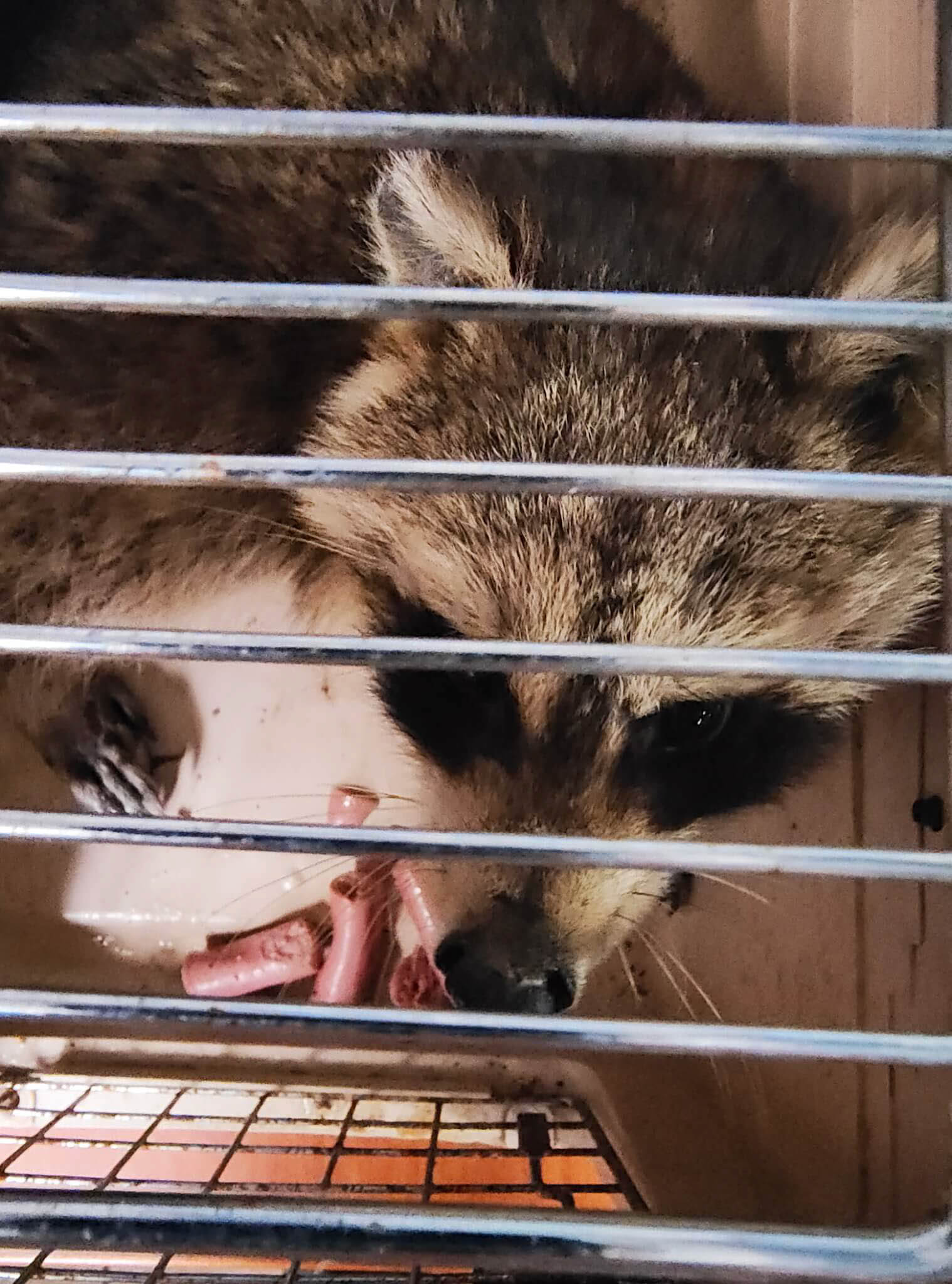 The trapped raccoon looks out through the bars of a live trap in Louisville, Kentucky, the night a wildlife rescue volunteer came for it.